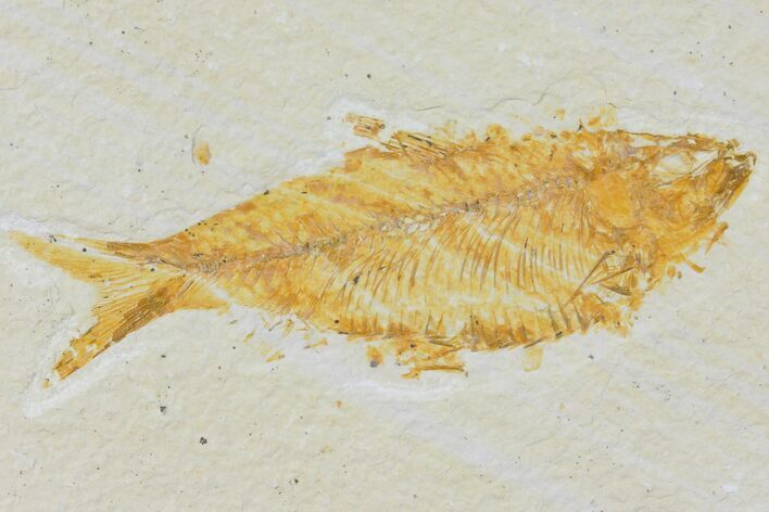 Bargain, Detailed Fossil Fish (Knightia) - Wyoming #120372